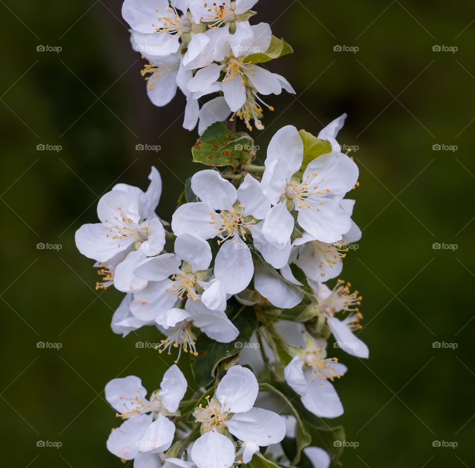 Apple blossom on the tree