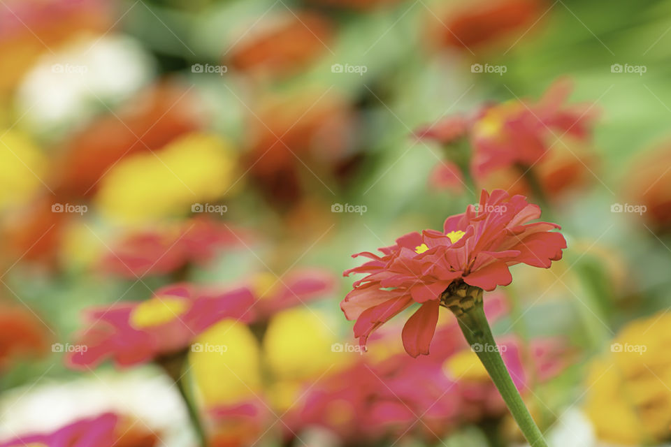 Pink Zinnia Bright colors attract insects.