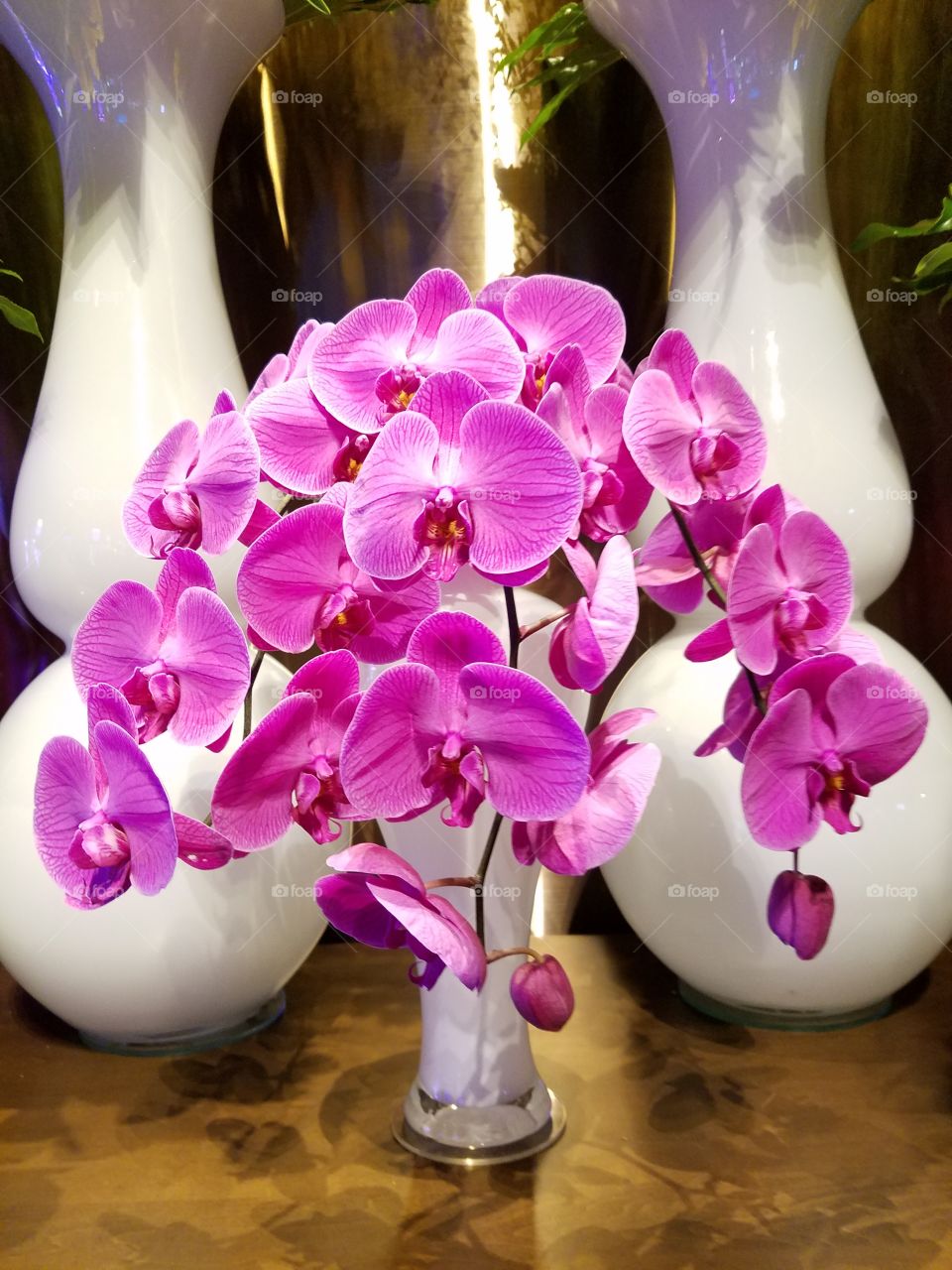 Beautiful orchids