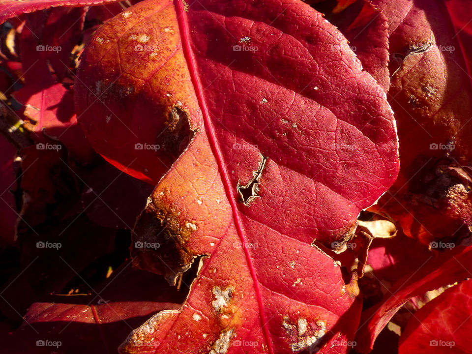 A red Leaf in the sunlight