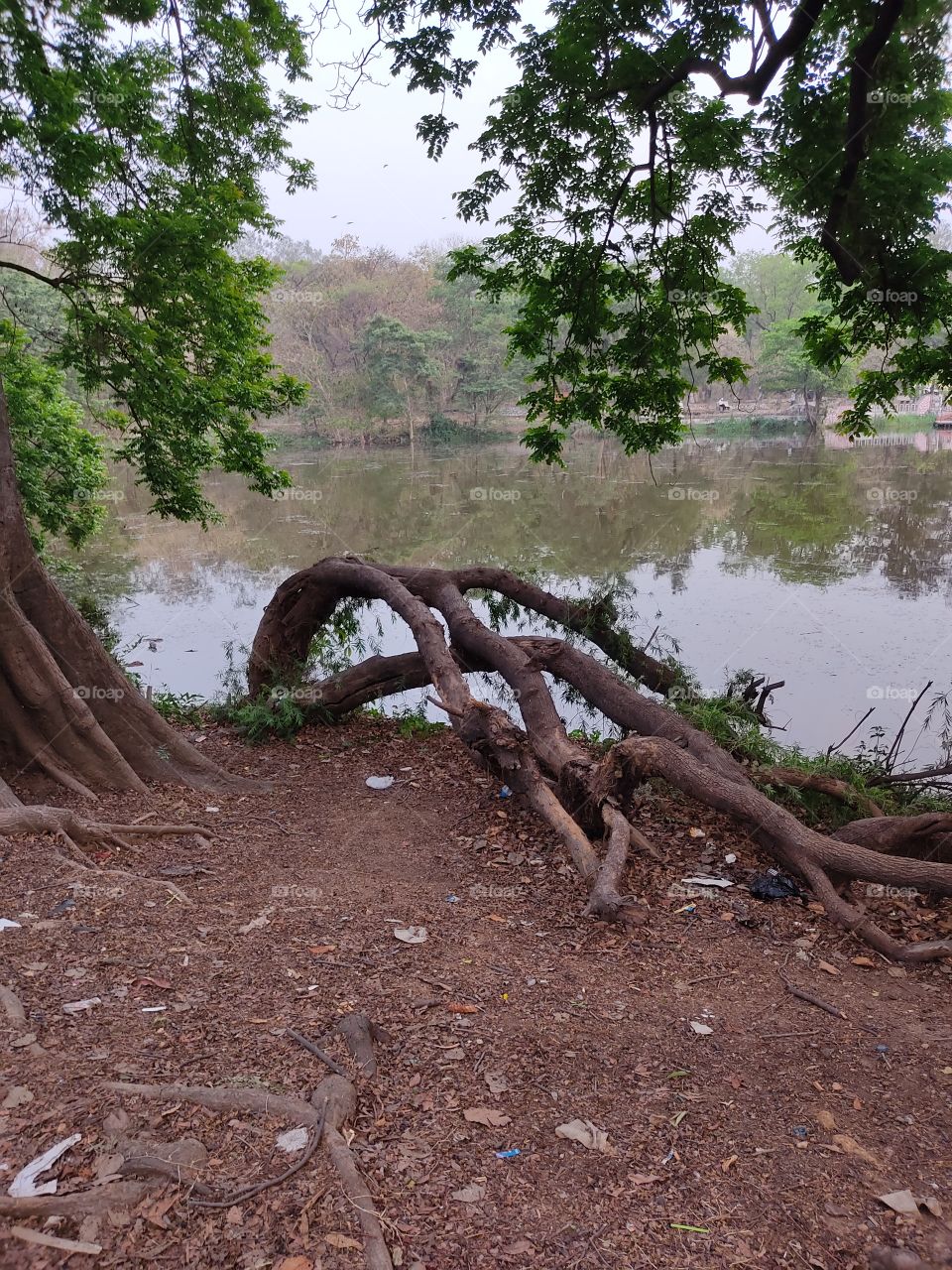 Serpentine Trees On The Side Of The Pond