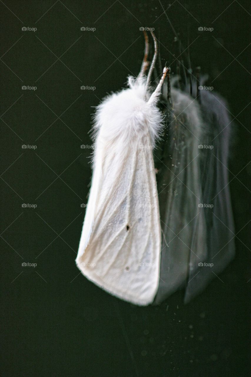 Moth & Reflection