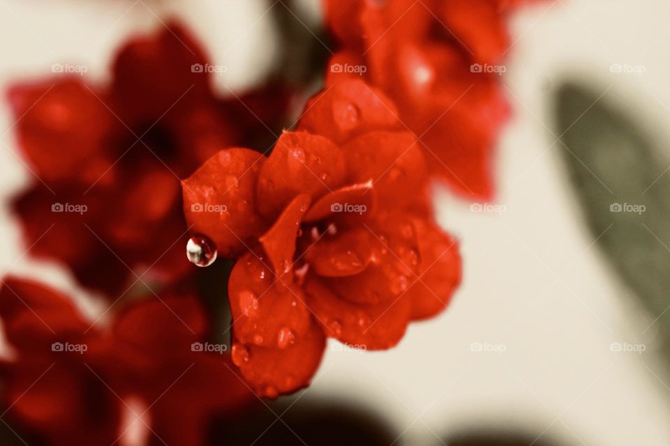 Red Flowers with raindrops