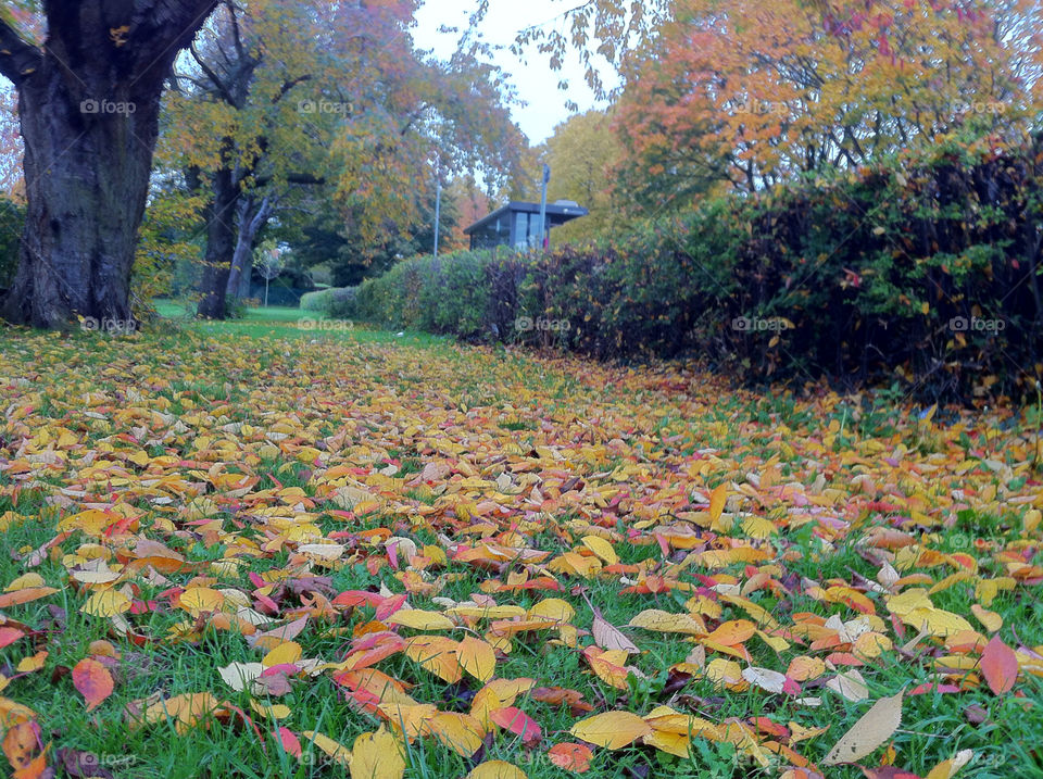 leaves fallen wrexham by wassim866