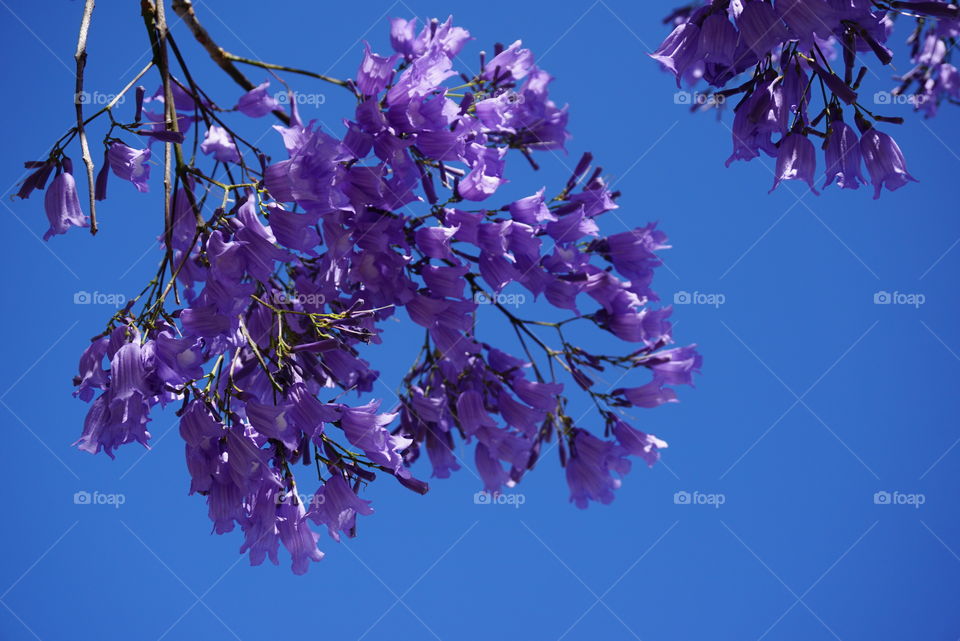 Jacaranda flowers