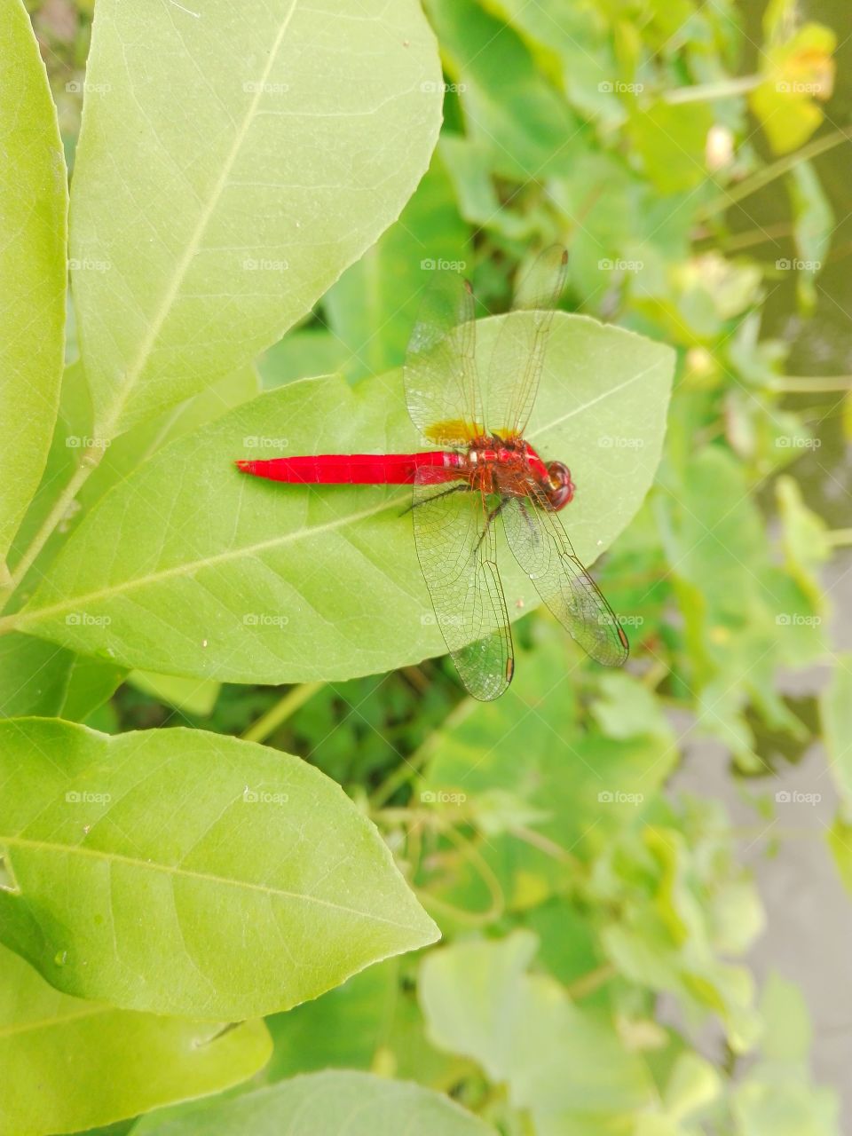 Red dragonfly
