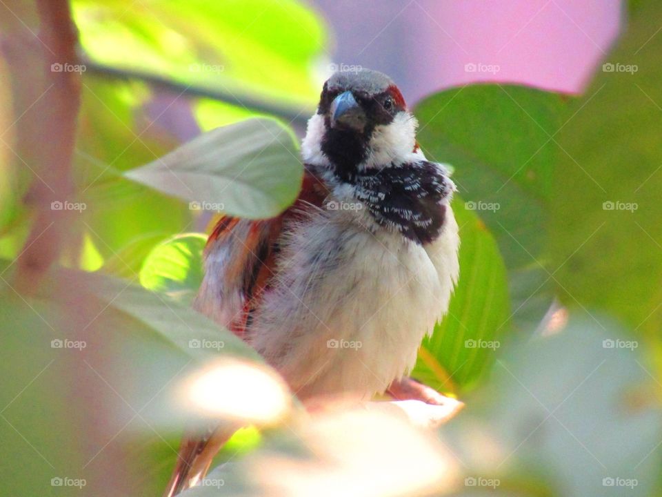 The house sparrow (Passer domesticus) is a bird of the sparrow family Passeridae, found in most parts of the world.