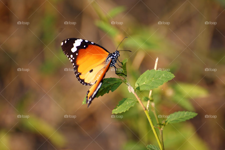 Butterfly add a bright spot to subtle environment.