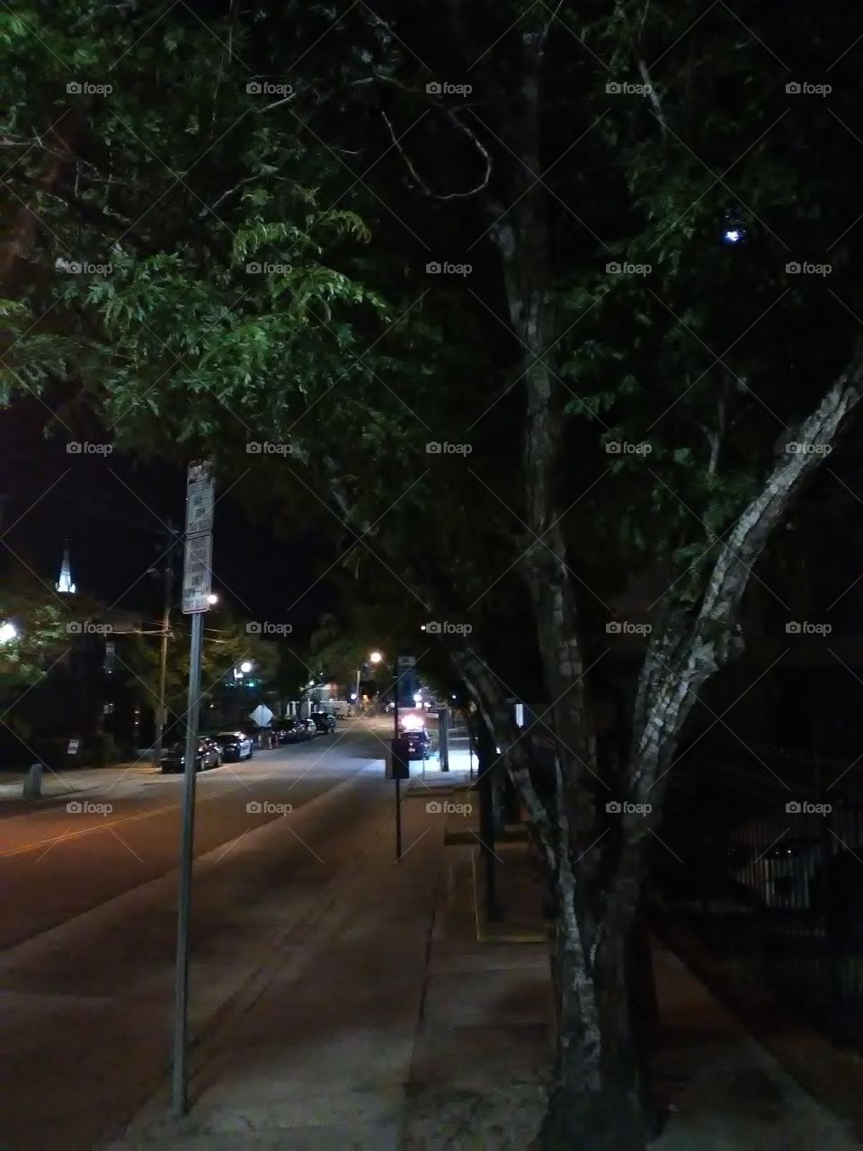 Tree and Street at Night