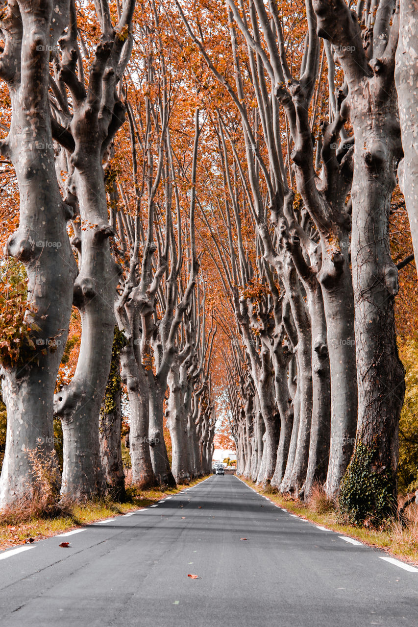 Road between autumn trees