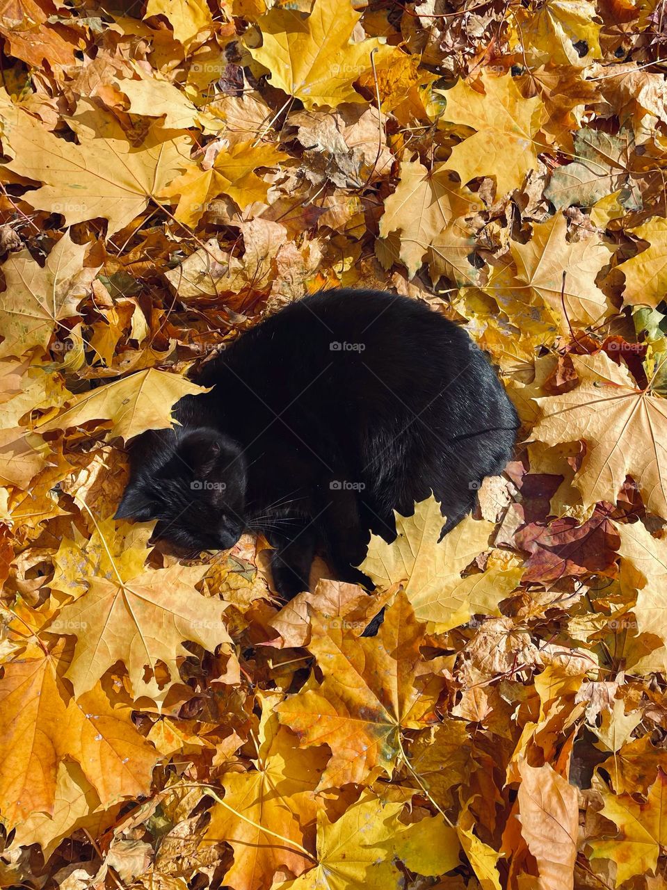 Black cat in yellow maple leaves