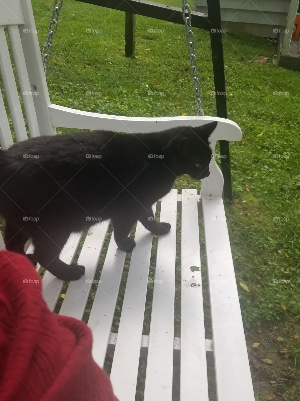 summer day, porch swing, little cat
