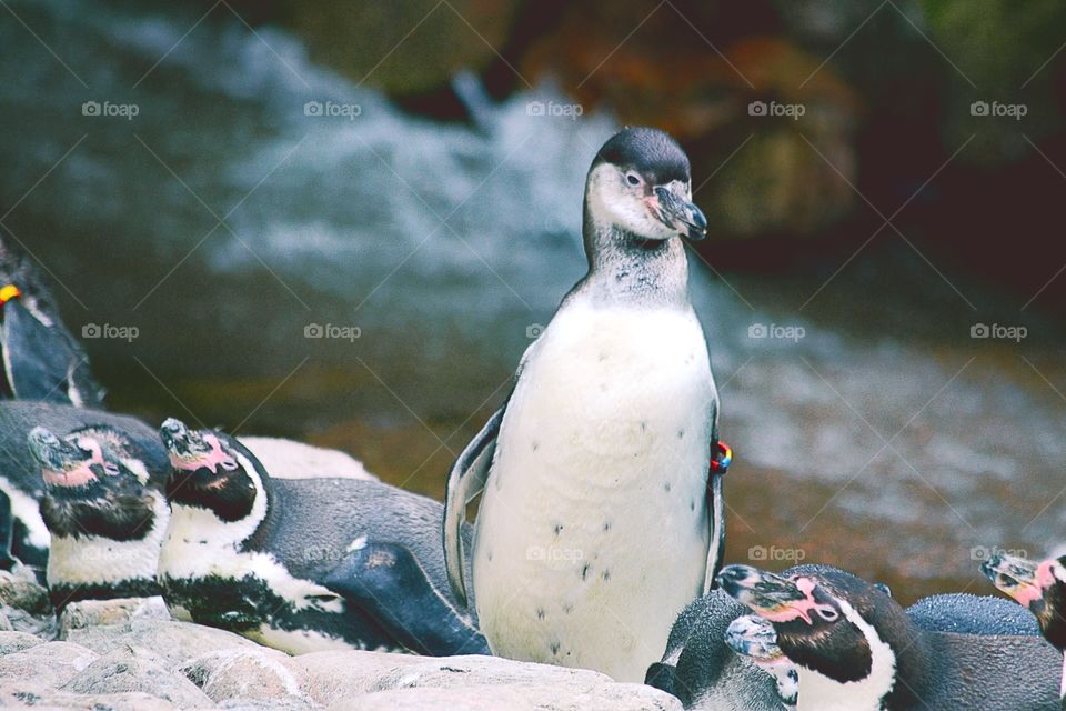 Close-up of penguins