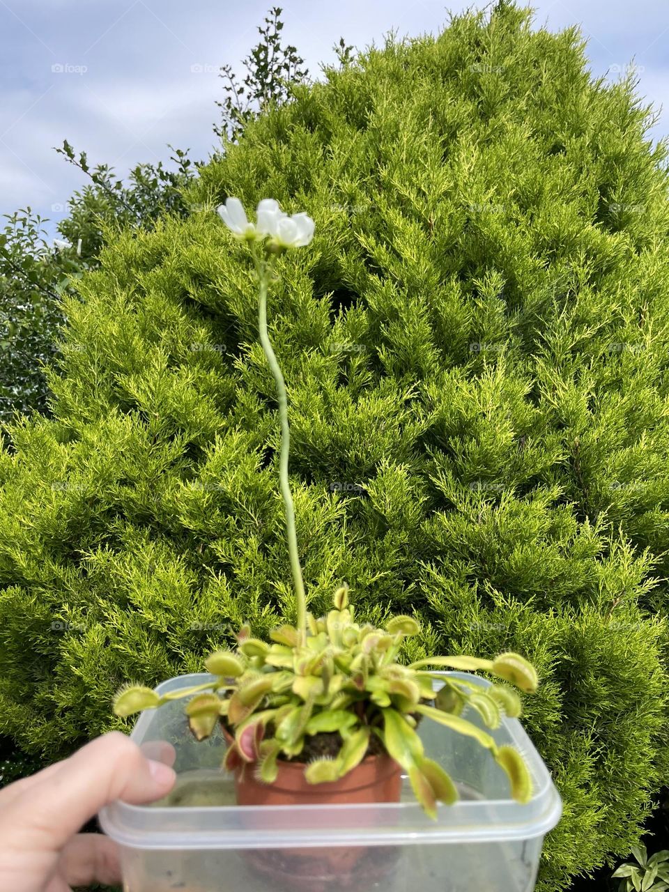 Elvis reaching for the stars (My Venus Flytrap I allowed him to flower this year 2024 for the first time )🌟