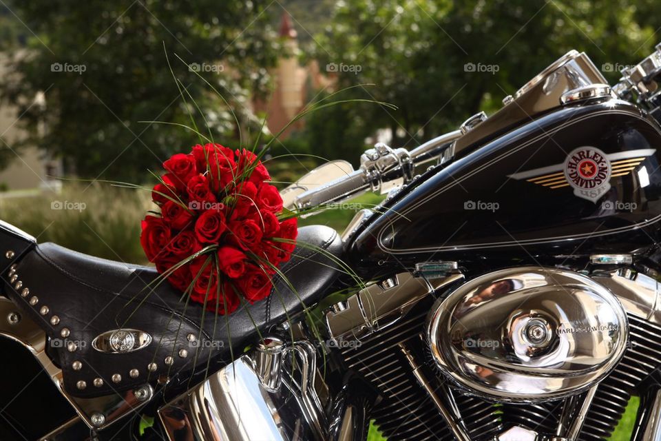 Harley and Roses