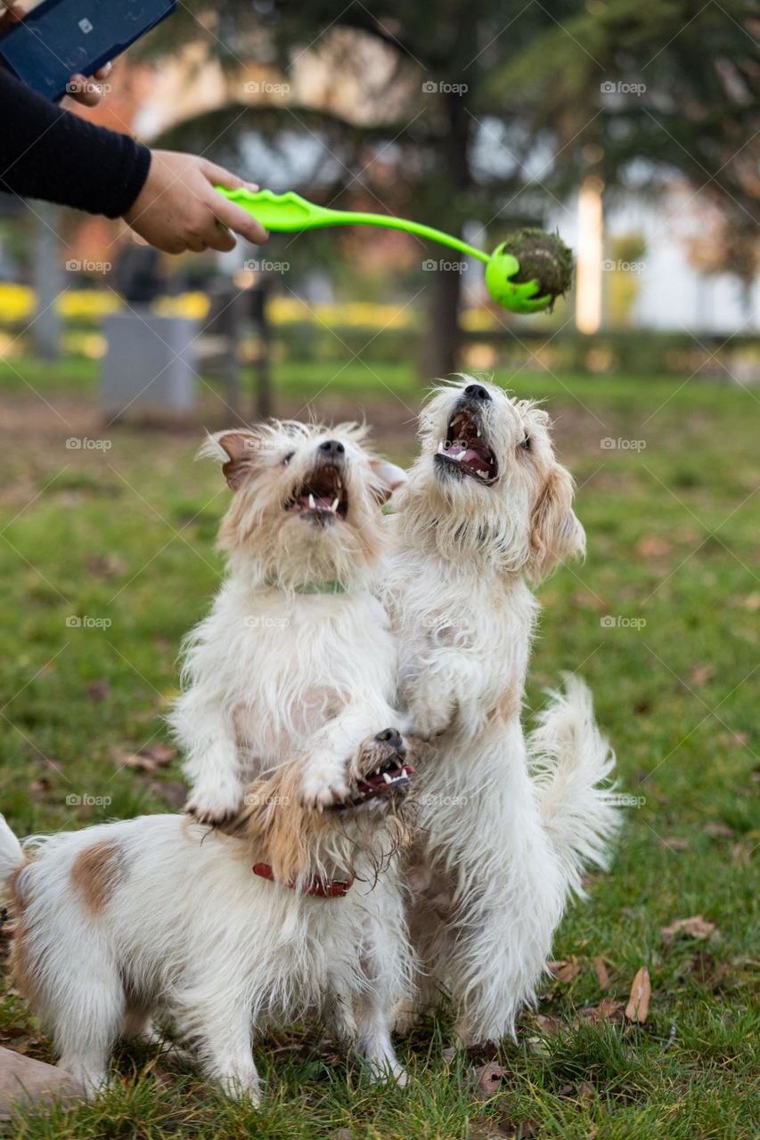 Dogs playing with a ball