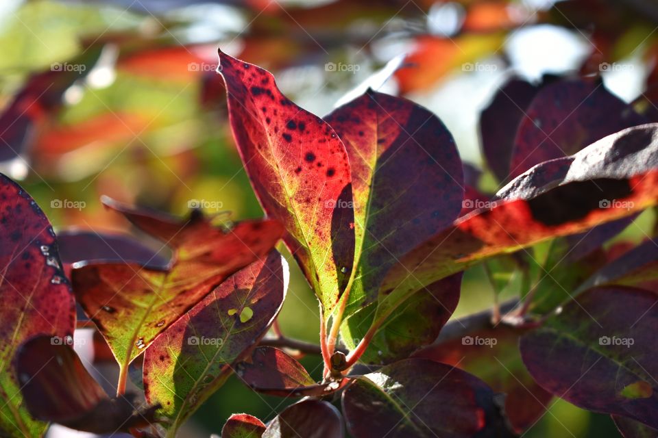 Colorful leaves in fall