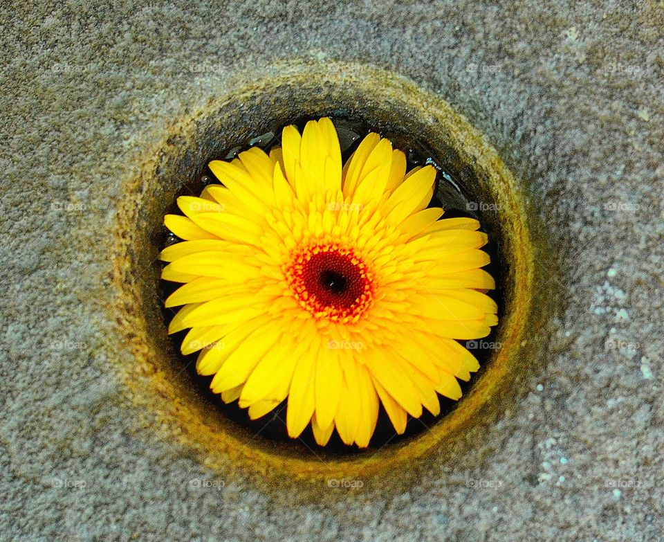 yellow chrysant