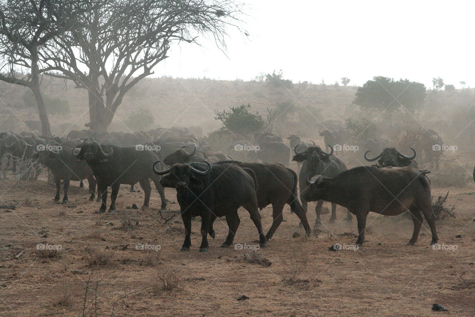 Buffalos