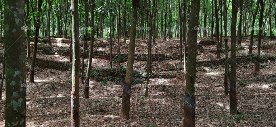 The dead leafs mat...Such a wonderfull view im forest