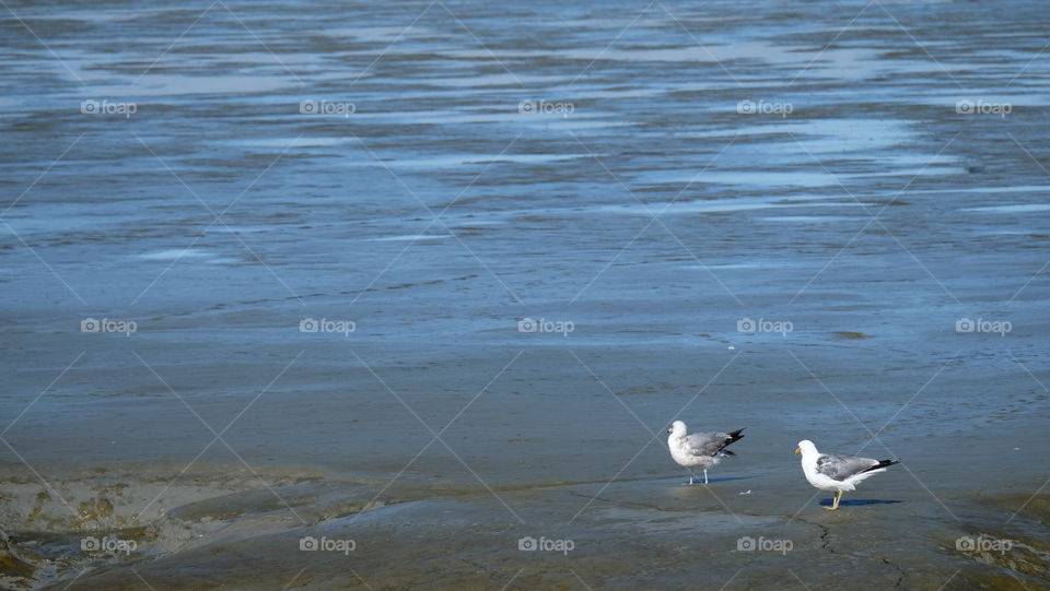 Seabirds on the beach at lowtide