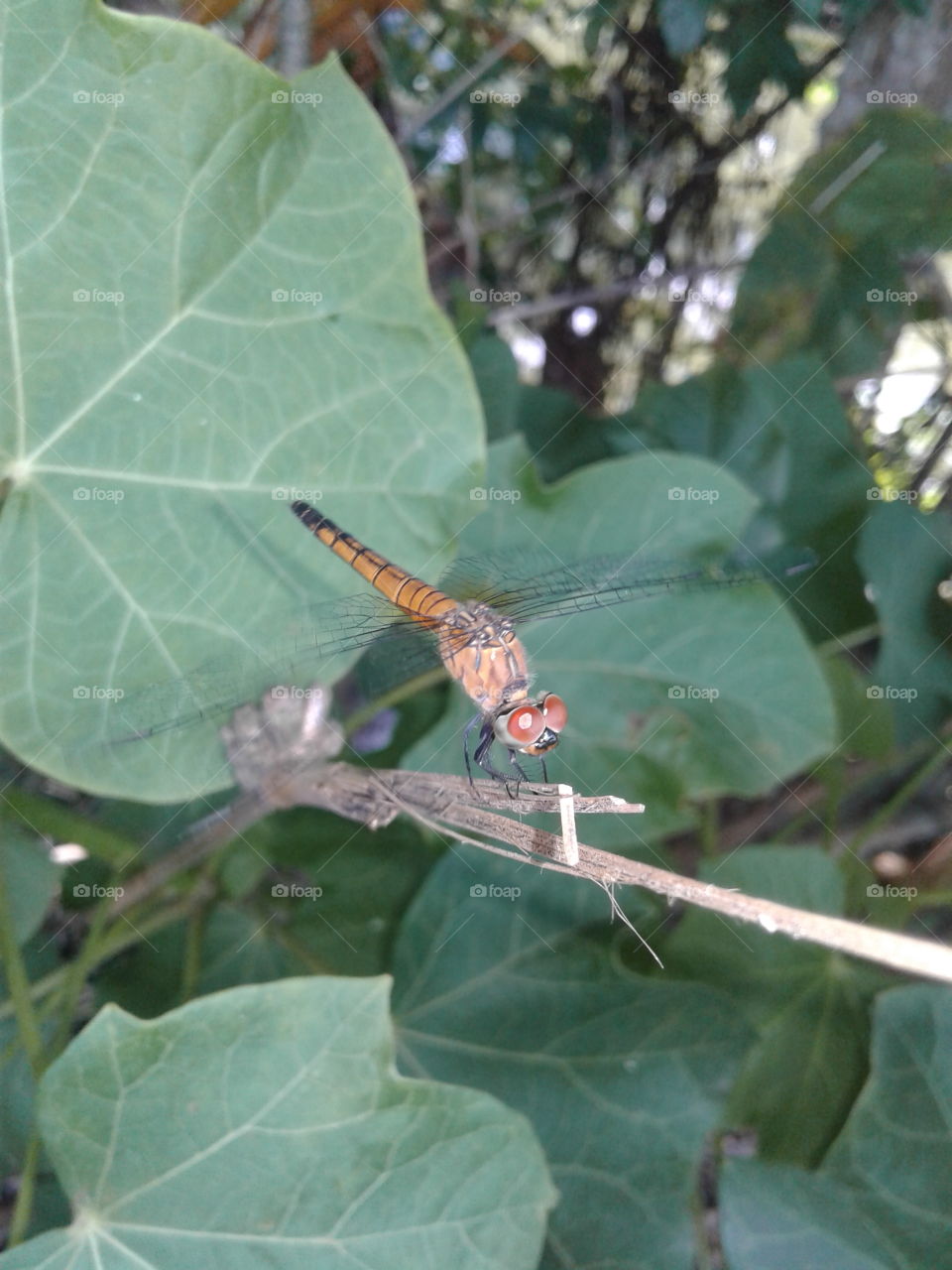 dragonfly