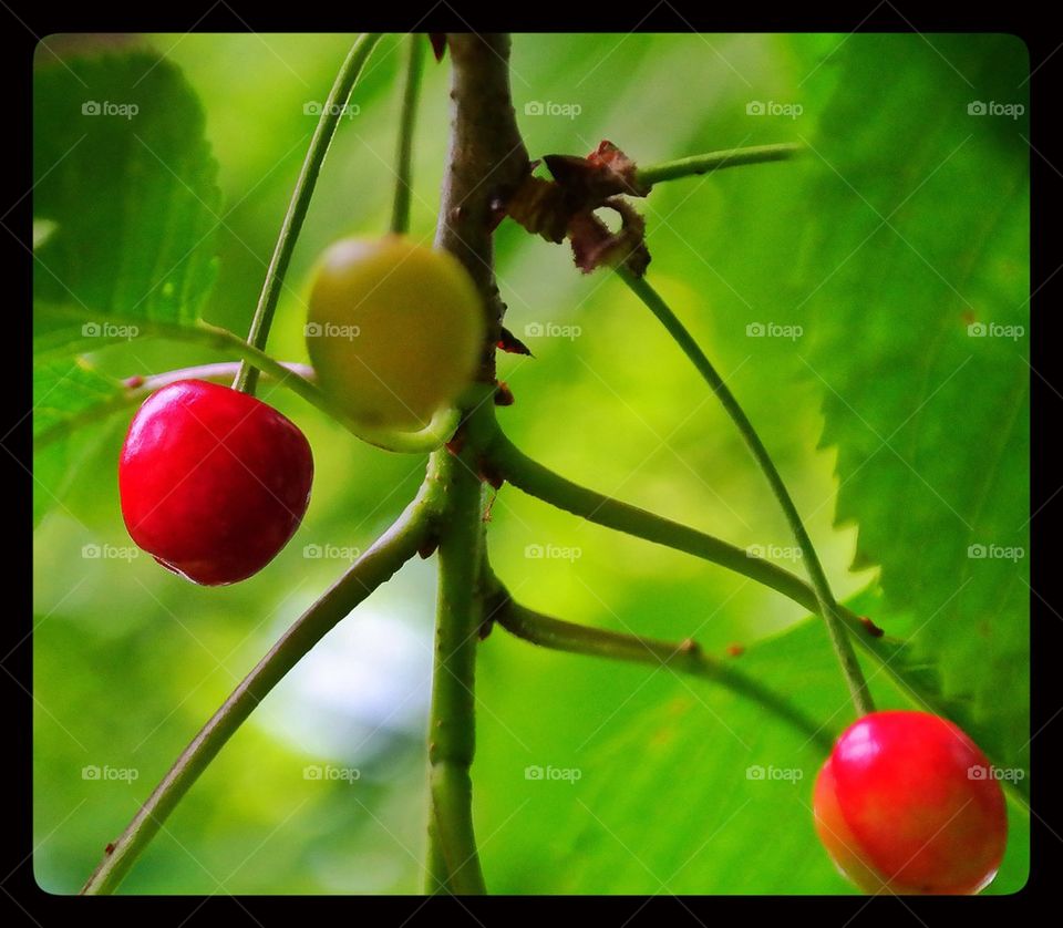 Cherry Tree