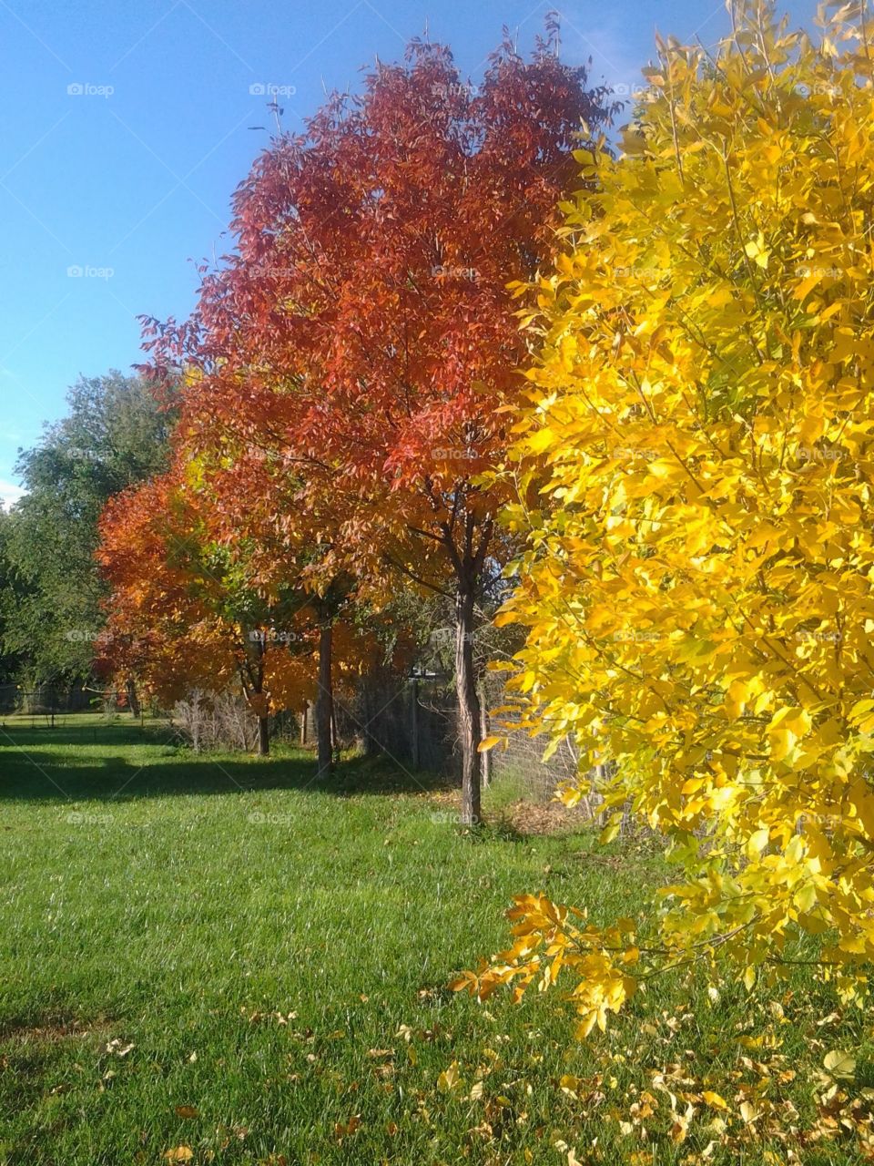 Beauty of Autumn. Autumn colors in our own backyard.
