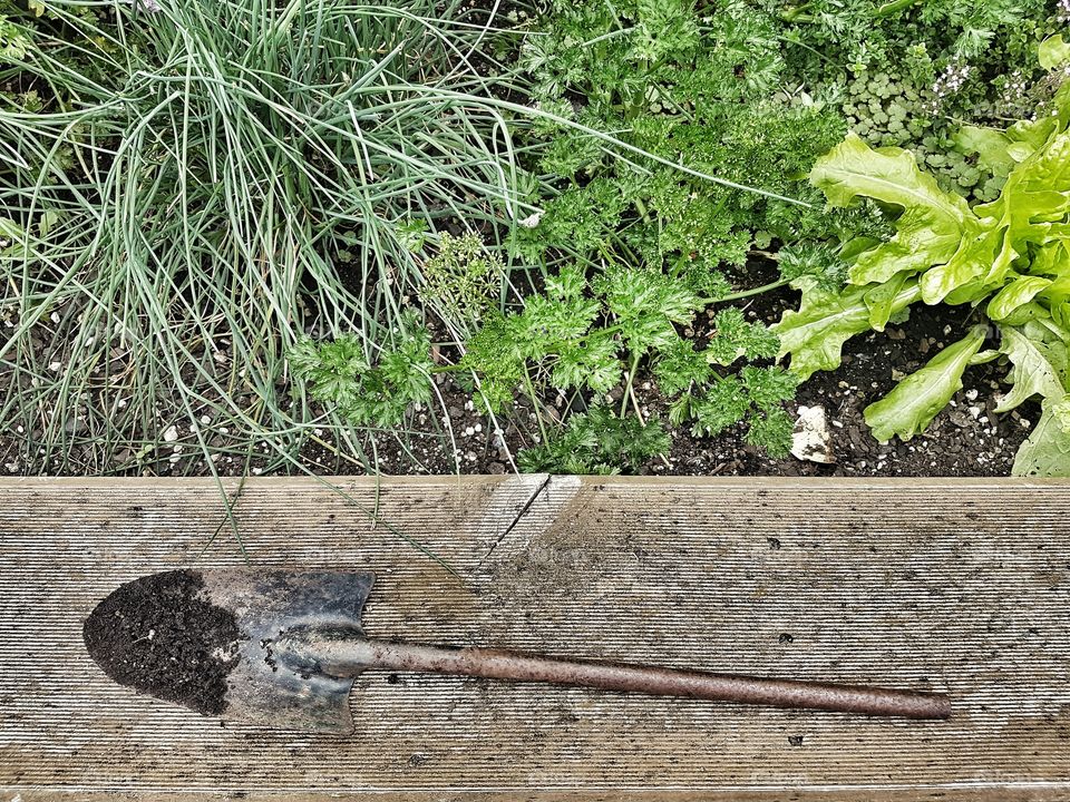 Rustic Garden tool in Herb Garden