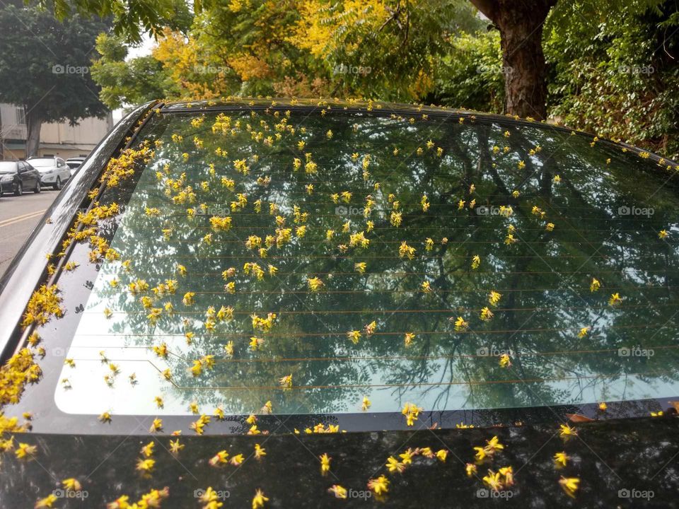 Best of the best: reflection of tree and falling flowers on the car window in the morning.