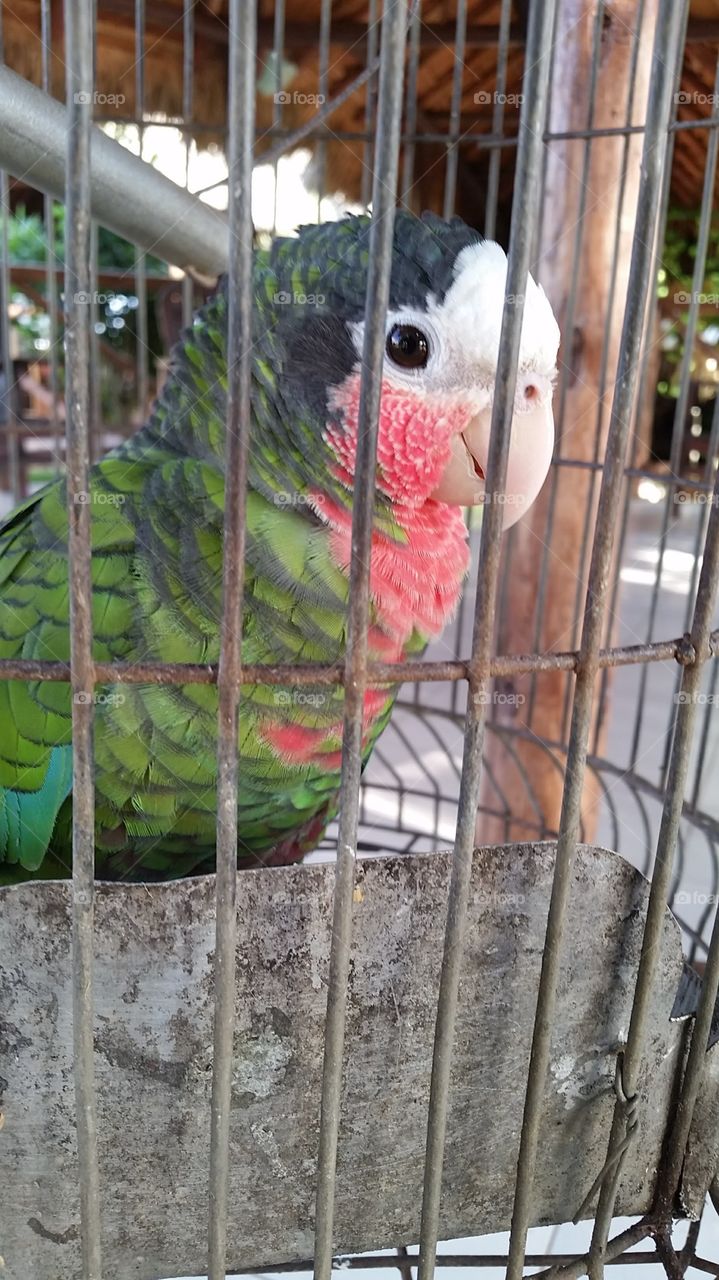 Cuban Amazon Parrot