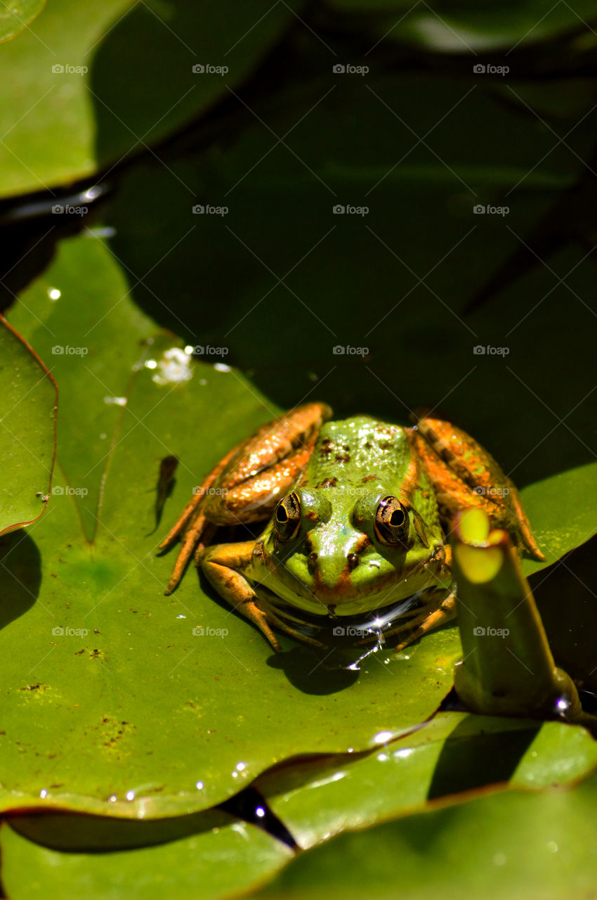 Frog and tadpole on water lily.