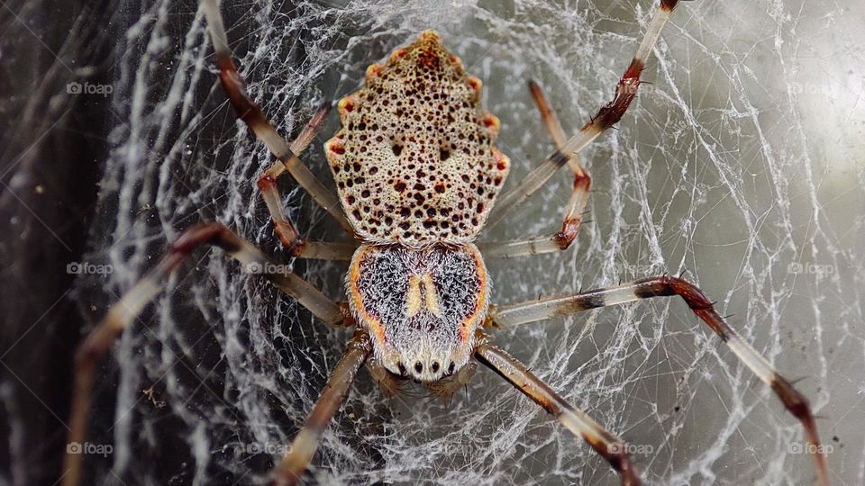 The spider with a terrifying round holes patterns