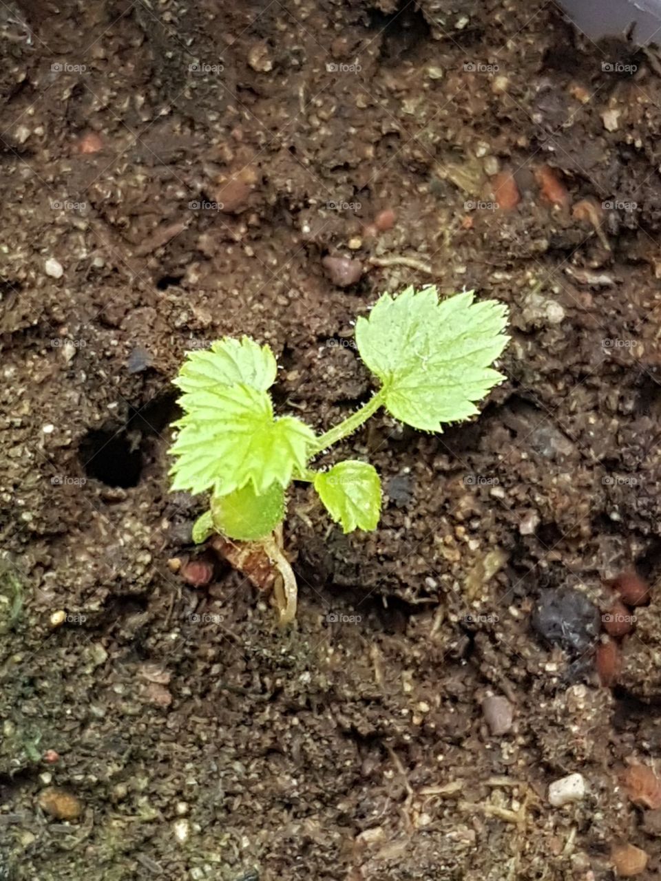 Little raspberry plant
