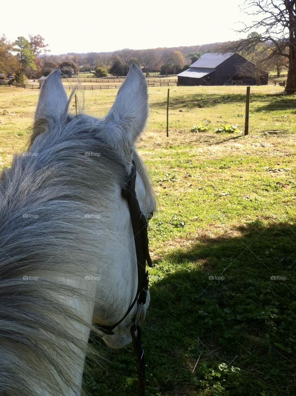 Back to the barn