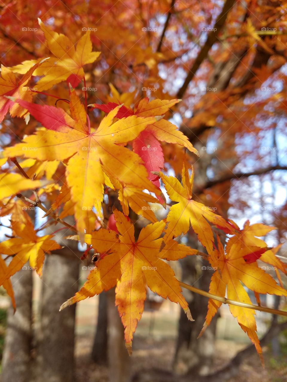 Fall Leaves