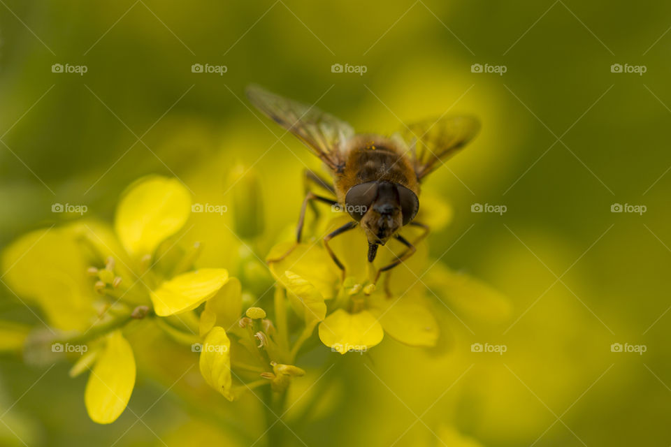 Honey bee pollinating flower