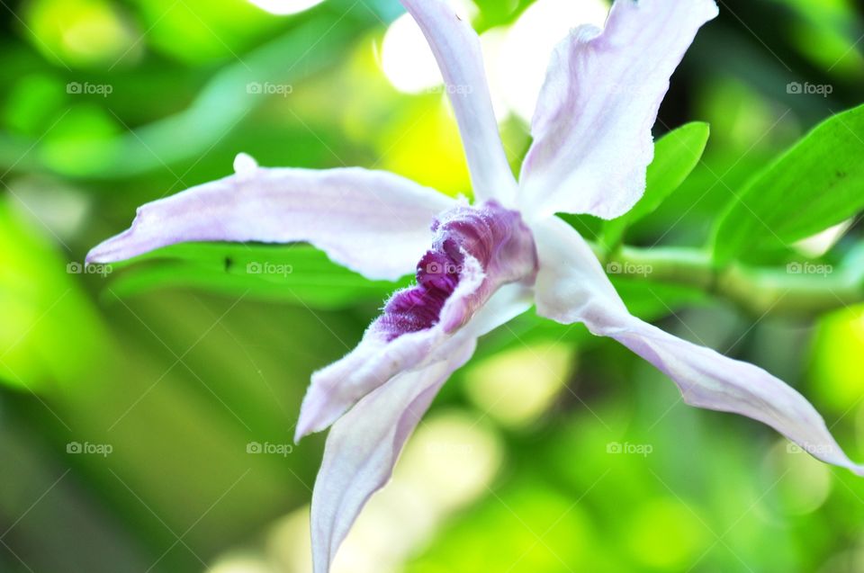 oldman in orchid