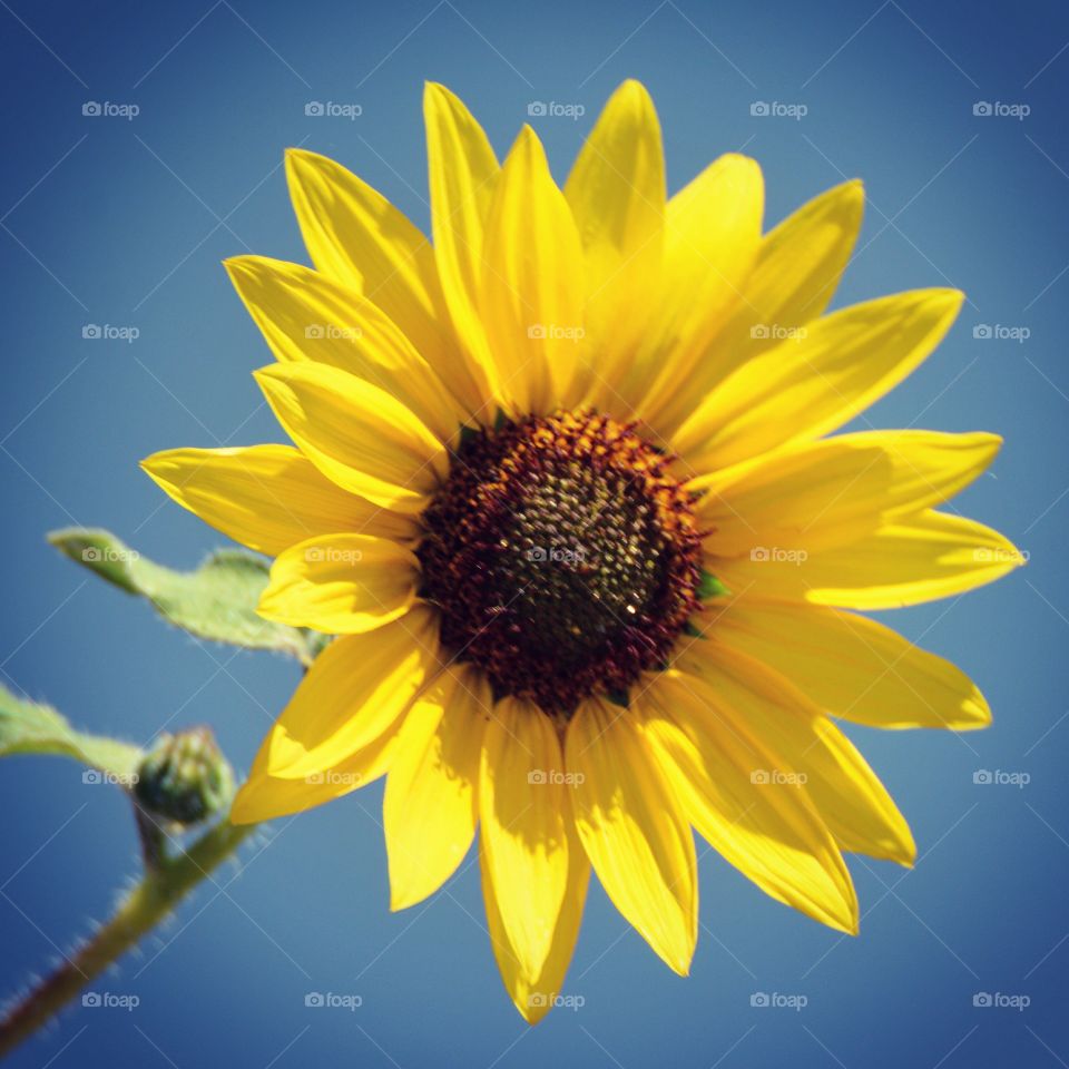 Sunflower blue sky’s 
