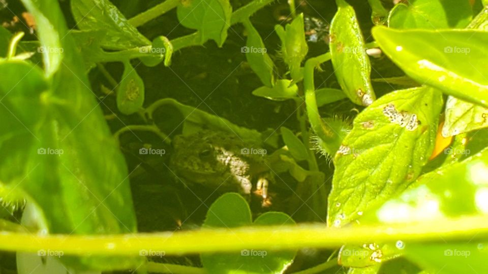 frog playing hide and seek
