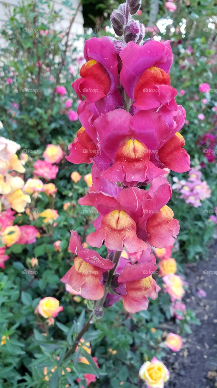 Snapdragon