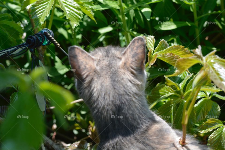 Annie While Playing In Our Garden
