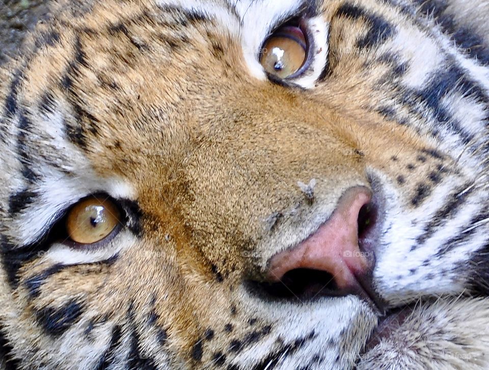 Bengal Tiger, close up of face