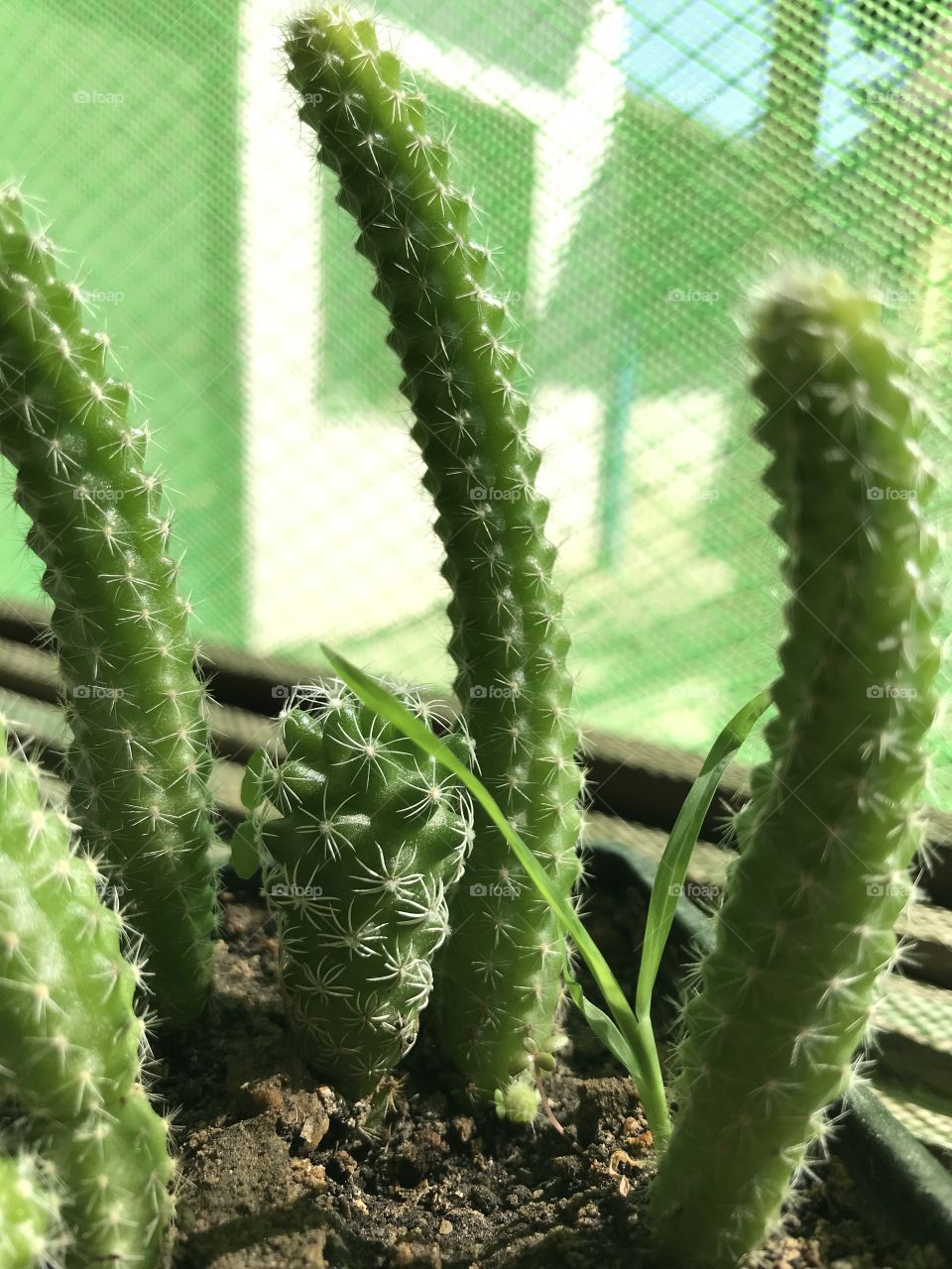 Cactus.