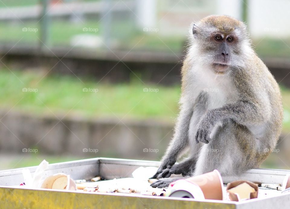 Monkey sitting on rubbish