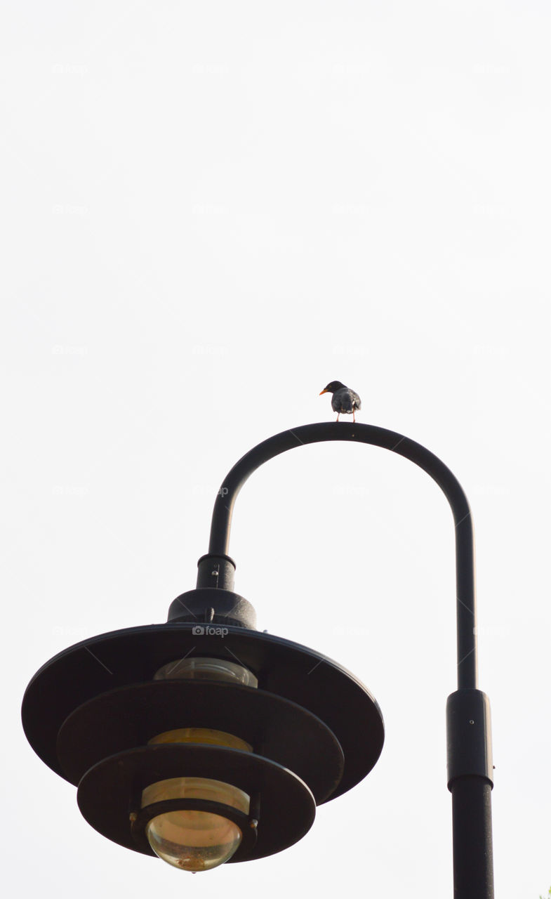 Bird on top of the lamp post