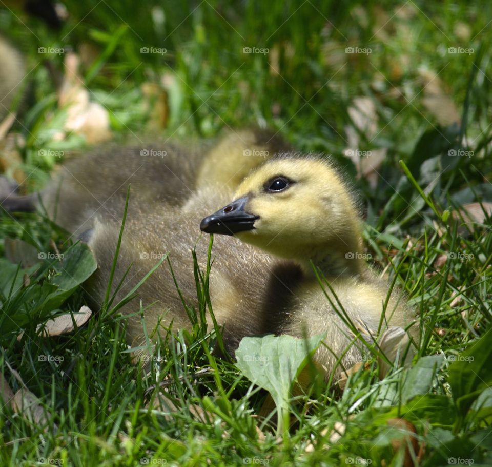 Gosling on a green grass