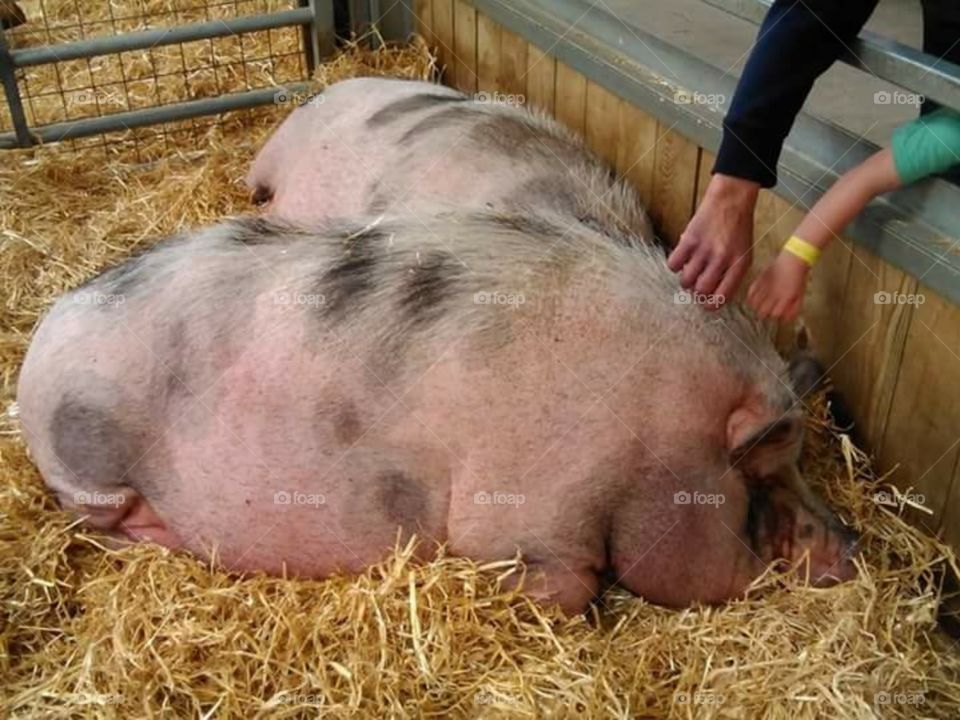 Sleeping pigs