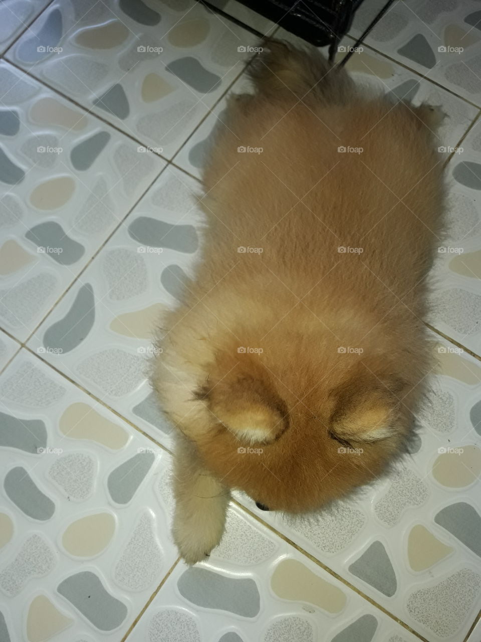 small orange-brown puppy  "pomeranian" is sitting on the floor.