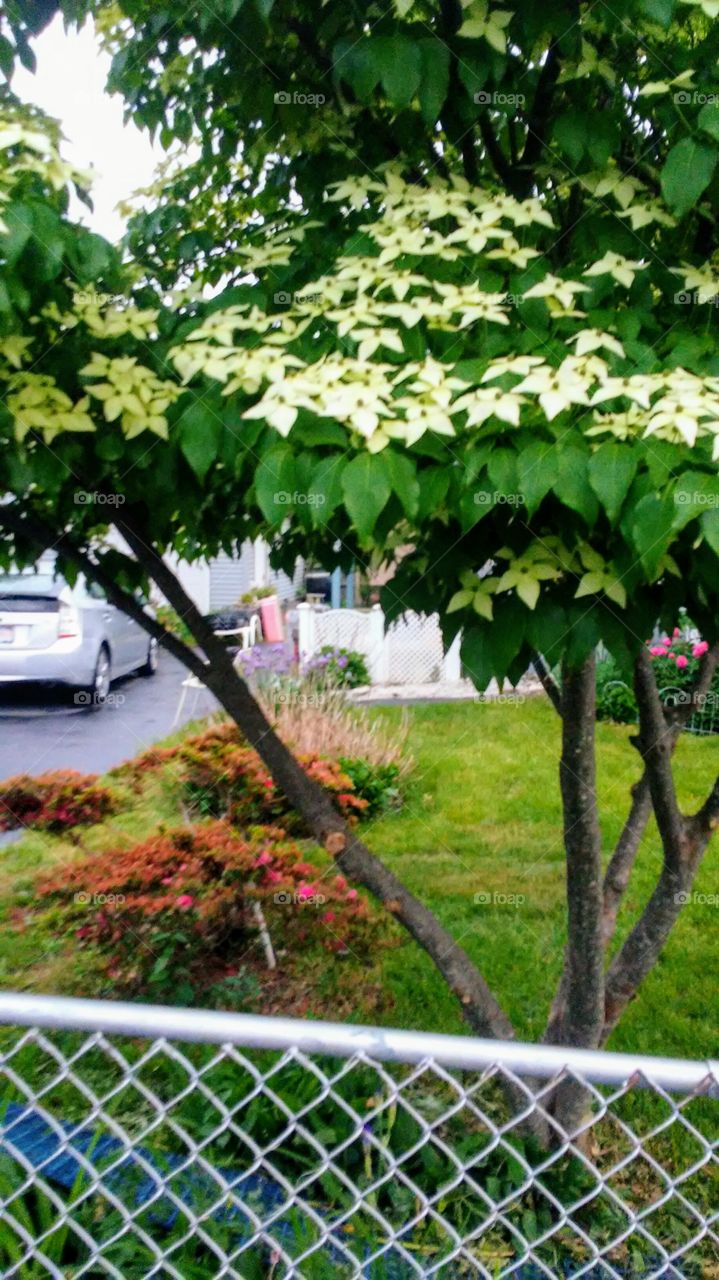 spring. flowers. trees. beauty